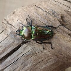 ニジイロクワガタ　青紋　2ペア　※値下げしましたの画像