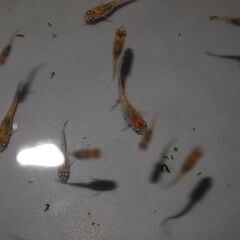 メダカ　忘却の翼卵(1~1.5㎝前後）　15匹の画像