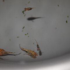 メダカ　忘却の翼卵(1~1.5㎝前後）　15匹の画像