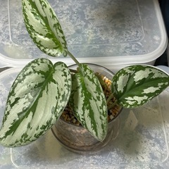 スキンダプサス　SPボルネオ　観葉植物の画像