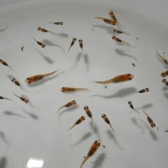 メダカ　忘却の翼卵(1~1.5㎝前後）　15匹の画像