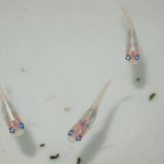 メダカ　マリンブルーピンク稚魚（２㎝前後）　13匹の画像