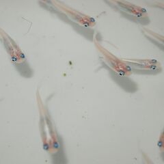 メダカ　マリンブルーピンク稚魚（２㎝前後）　13匹の画像
