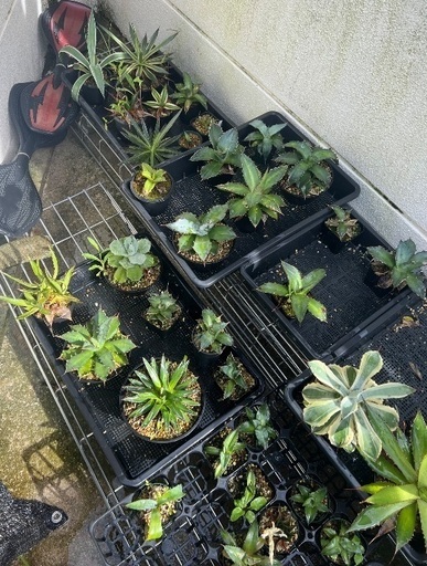 Rubin & Sons Diamond Sieve ダイアモンド 宝石 用 ふるい 0～20番 40