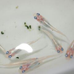 メダカ　マリンブルーピンク稚魚（２㎝前後）　13匹の画像