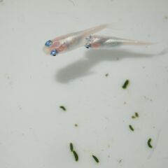 メダカ　マリンブルーピンク稚魚（２㎝前後）　13匹の画像