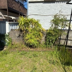 🌿【無料譲渡】庭木＆庭石をお探しの方へ🌿の画像