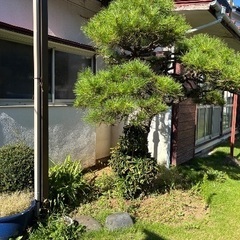 🌿【無料譲渡】庭木＆庭石をお探しの方へ🌿の画像