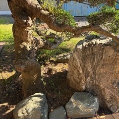 🌿【無料譲渡】庭木＆庭石をお探しの方へ🌿の画像