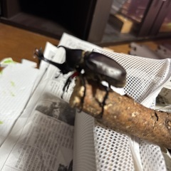 カブトムシの画像