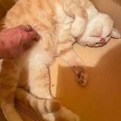 某神社に2回も捨てられた人馴れ猫ちゃん茶々丸（7歳オス）
