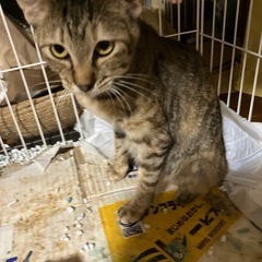 猫譲渡希望の画像