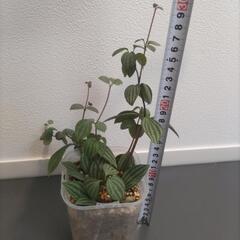 ペペロミア プテオラータの画像