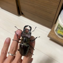 国産　ミヤマクワガタWD
　71ミリの画像