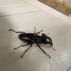 国産　ミヤマクワガタWD
　71ミリの画像