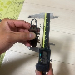 国産　ミヤマクワガタWD
　71ミリの画像