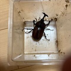 カブトムシ　（野外採取品） ノコギリクワガタおまけつきの画像