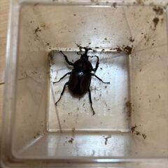 カブトムシ　（野外採取品） ノコギリクワガタおまけつきの画像