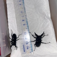 ノコギリクワガタ2匹の画像