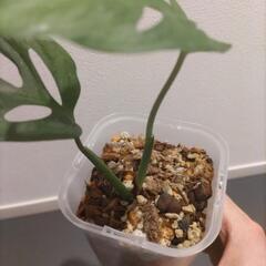 モンステラ アダンソニー（マドカズラ）の画像