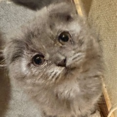 💓🐱✨2025年8月31日(日) 立川すみれペットクリニック様に...