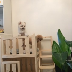 お話し中です　
ぺっとゲージ木製階段付きの画像