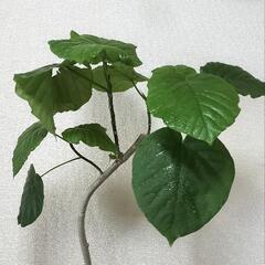 フィカス　ウンベラータ子株２点の画像