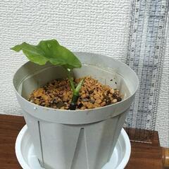 フィカス　ウンベラータ子株２点の画像