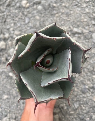 アガベ　トランカータ　最高品質　選抜株