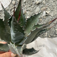 アガベ　モンタナ　最高品質　選抜株の画像