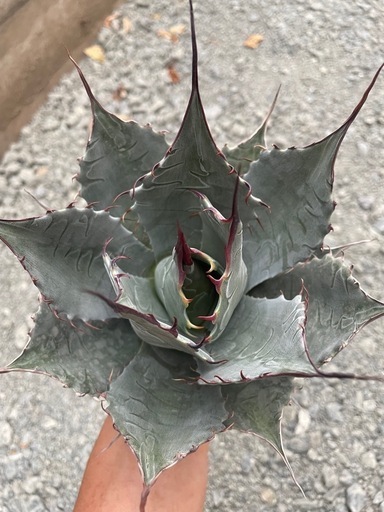 アガベ　パラサナ　選抜株