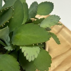多肉植物　子宝草　の画像