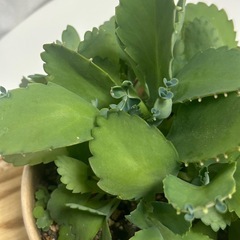 多肉植物　子宝草　の画像