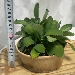 多肉植物　子宝草　の画像