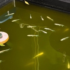 [蒼穹(そうきゅう)メダカ]5匹1500円の画像