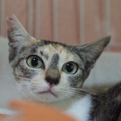 フレンドリーな三毛猫かんなちゃん