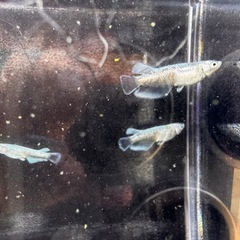 🐟【エメキンメダカ】5匹の画像