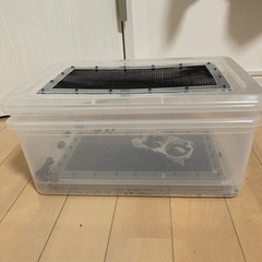 餌用デュビアMサイズ（2〜3㎝）約50匹の画像