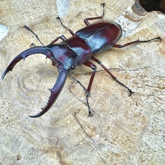 【ペア】マンディブラリスフタマタクワガタ　ボルネオ島サバ州の画像