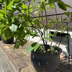 植木の画像