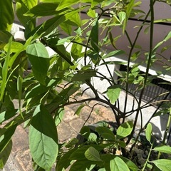 植木の画像
