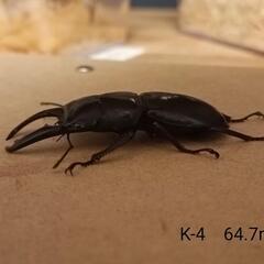 【♂♀】パラワンオオヒラタクワガタペアの画像