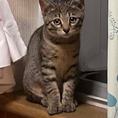 しっぽの短いキジトラ　なう