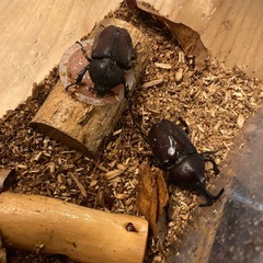 カブトムシ　ペアの画像