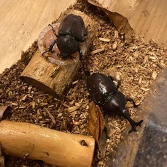 カブトムシ　ペアの画像