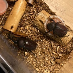 カブトムシ　ペアの画像