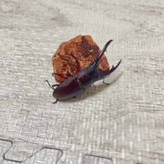 ①特価アスタコイデスノコギリクワガタ♂♀♀の画像