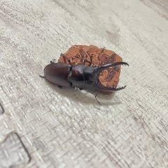 ①特価アスタコイデスノコギリクワガタ♂♀♀の画像