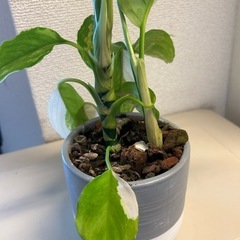 アグラオネマ　モデスツムの画像