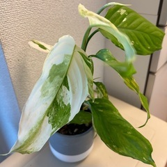 アグラオネマ　モデスツムの画像